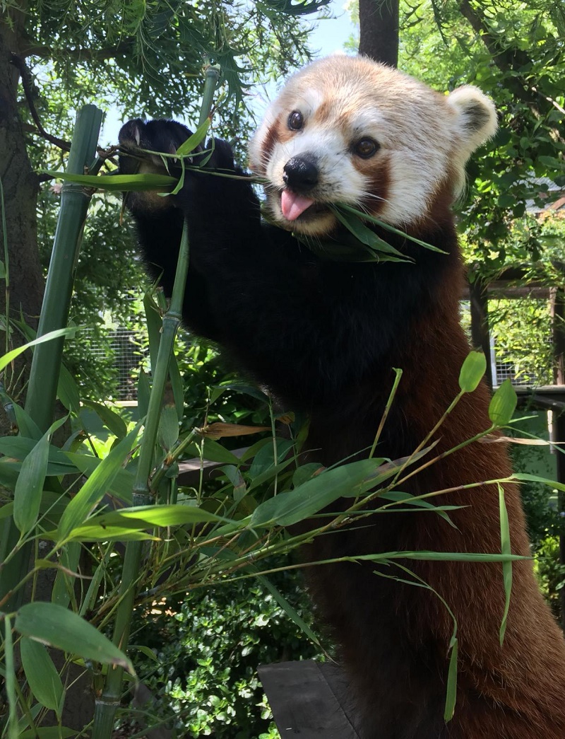 Red panda at Shepreth Wildlife Park